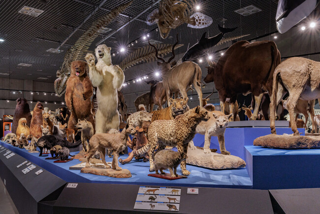 国立科学博物館で2010年から続く人気シリーズが九州初上陸！「大哺乳類展」を福岡市博物館で7月より開催！