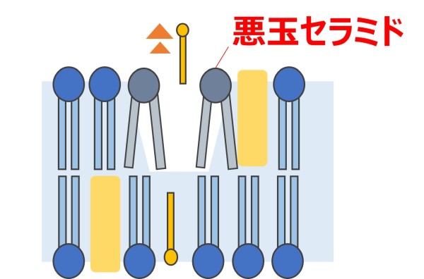 肌が乾燥しやすい「うるおいのすき間」は形態変化した「悪玉セラミド」によって生じることを発見　～アセチルアミノ酸に悪玉化の抑制効果を確認～