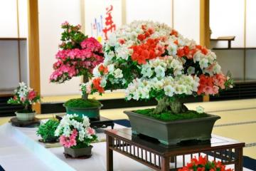 「好古園　さつき展」を開催します