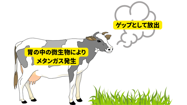 牛のゲップによるメタンガス排出削減に向け「カギケノリ」の共同研究を開始