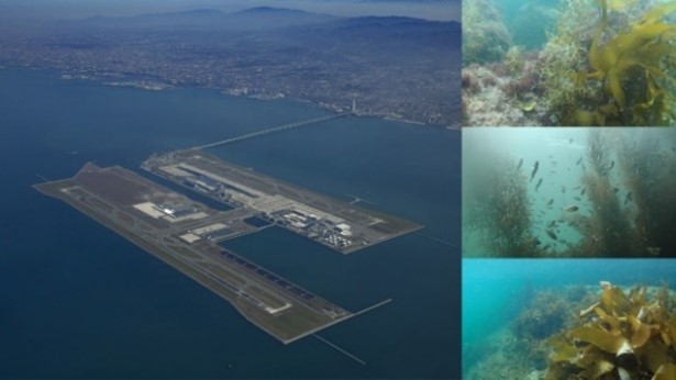 関西国際空港における藻場プロジェクトが「Green Airports Recognition 2024」でプラチナ賞を初受賞