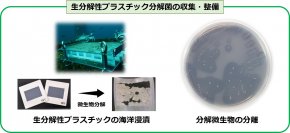 ＮＩＴＥバイオテクノロジーセンター、生分解性プラスチックの海洋分解微生物２０株の提供開始