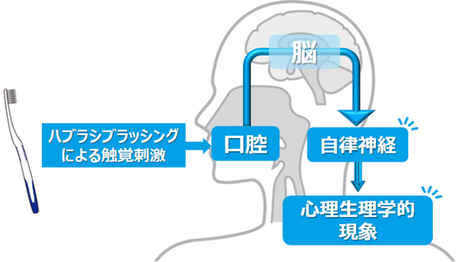 歯みがき行動は歯の健康に寄与するだけではなく、自律神経に影響を与え、前向きな心理状態に変化させることを確認