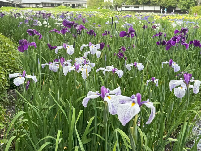 加茂荘花鳥園:お花の咲き具合情報と日曜日のイベント(2024年5月26日)