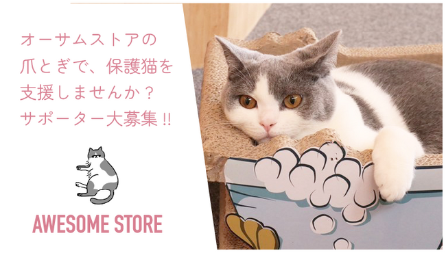 保護猫たちに未来を！オーサムストアが保護猫活動のクラウドファンディング開始！