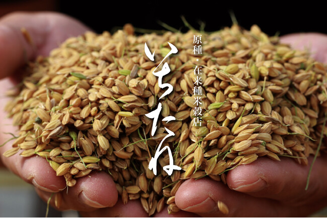 【新しい選択肢】原種・在来種米穀店「いちたね」オープン！
