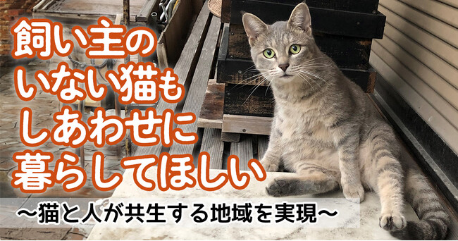 飼い主がいない猫を救いたい！ 鹿児島県・霧島市でクラウドファンディング型ふるさと納税実施中