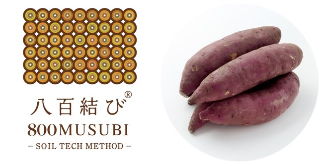 八百結び農法(R)でサツマイモ基腐病克服を実現！　環境再生型農法による実施圃場を2024年度拡大へ