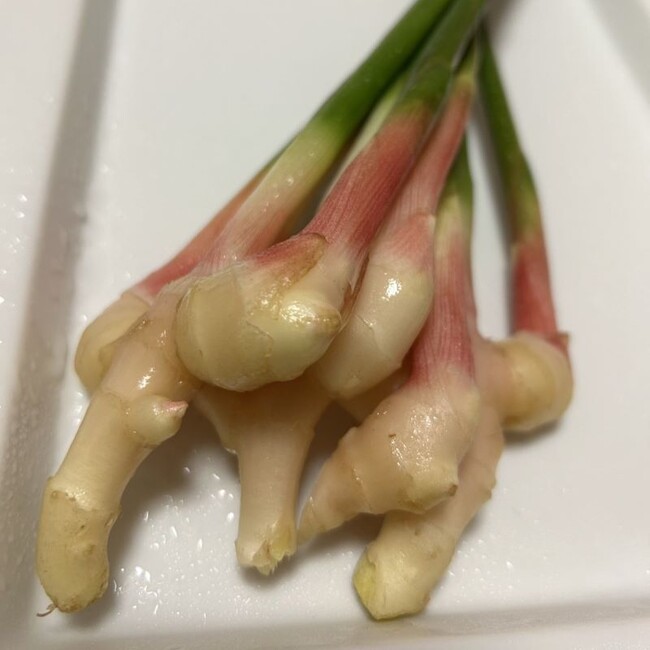 ECサイト“なめ特マルシェ”初夏の野菜ボックスをお届けします ~JAなめがたしおさい厳選~