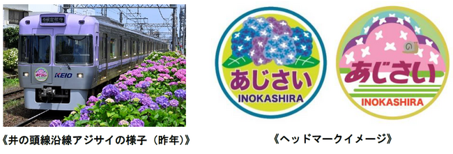 井の頭線線路わきのアジサイが見頃を迎えます！
