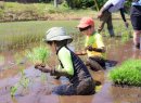 田植え体験（昨年の様子②）