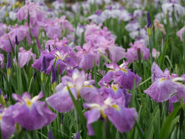 やまと花ごよみ2024「にぎわいマルシェin馬見花菖蒲」開催！