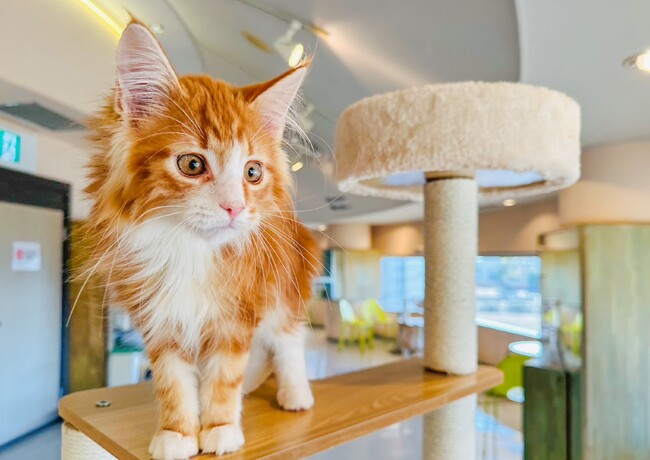 MOFFのネコカフェのハワイ第3号店『Cat Cafe MOFF アラモアナセンター店』がOPEN！