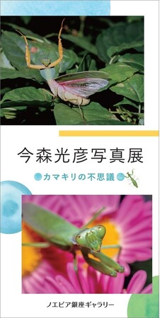 【ノエビア銀座ギャラリー】今森光彦写真展「カマキリの不思議」開催