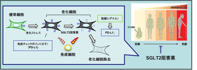 臨床応用可能な老化細胞除去薬の同定に成功