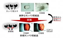 タンパク質結晶の高強度化と高延性化を実現