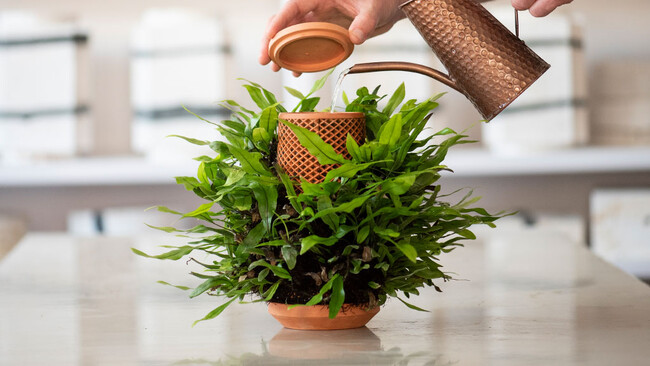 【1日で目標金額達成】水がじんわり滲み出し、植物が鉢の外側で育つ「セラミックプランター」の国内販売が決定