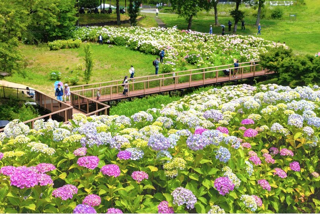 梅雨を彩る「あじさいまつり」を開催します(国営讃岐まんのう公園)