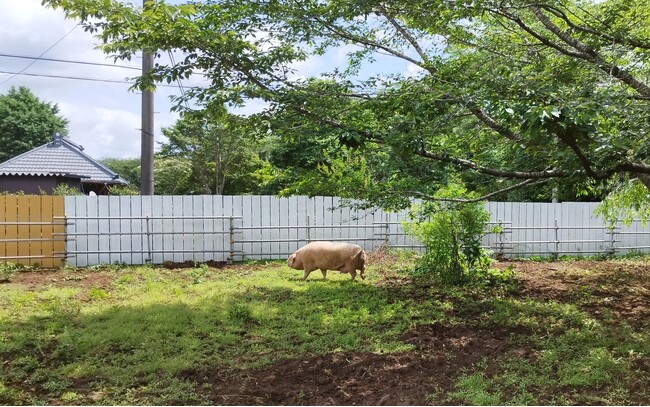 廃業する養豚場から最後の８頭を緊急レスキュー