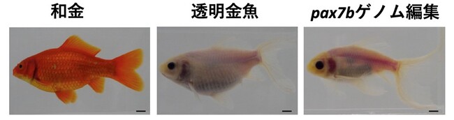 ゲノム編集により高度透明化金魚の作出に成功しました