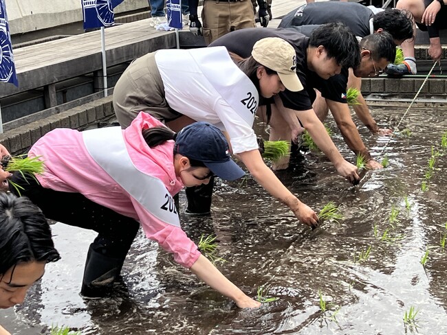 東京・銀座屋上の農園「白鶴銀座天空農園」で自社開発酒米「白鶴錦」の田植えが無事終了！
