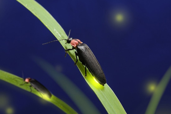 【6月29日出発】 昆虫博士キャンプ~ゲンジ・ヘイケホタル&昆虫標本~