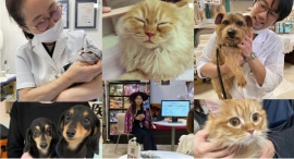 【いずみ動物医療グループ二子玉川院】玉川高島屋SC西館2Fに新規開院!~収容台数1000台超の大規模駐車場直結!~ 【いずみ動物医療グループ二子玉川院】玉川高島屋SC西館2Fに新規開院!~収容台数1000台超の大規模駐車場直結!~