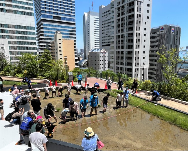 東京ポートシティ竹芝で田植えや採蜜イベントを実施