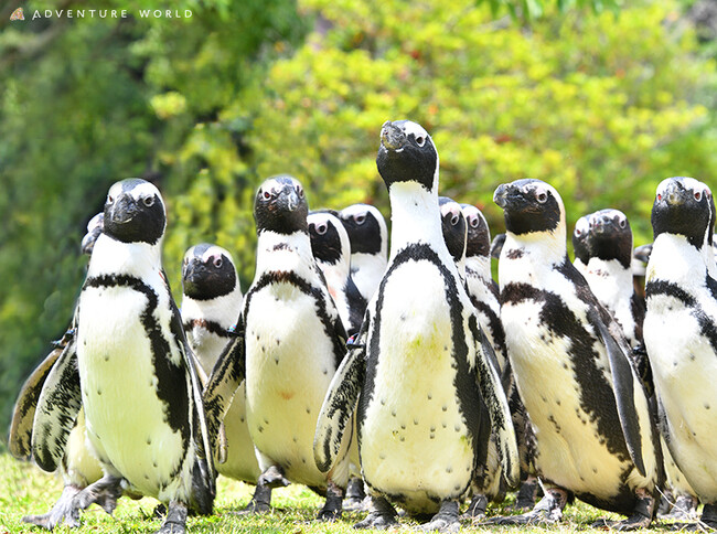 ペンギンのパレードが４年ぶりに復活！約３０羽のケープペンギンがふれあい広場を優雅にお散歩♪２０２４年６月８日（土）スタート