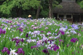 花菖蒲田の様子(5月31日撮影) 花菖蒲田の様子(5月31日撮影)