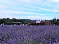 見て、触れて、香りに包まれ、香りを持ち帰れる『らんざんラベンダーまつり』出店者＆追加情報を発表