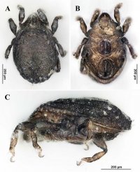 【昭和大学・法政大学・グラーツ大学】ミトコンドリア・メタゲノミクスから明らかになった、世界の潮間帯に生息する珍しい土壌ダニの進化の歴史 〜SNSから過去に新種記載されたハマベダニの仲間たちの進化史〜