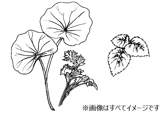 「ヒゲを剃る」から「肌をいたわる」へ。Z世代に向けた新ブランド「Schick FIRST TOKYO」誕生はじめてのシェービングにやさしさを。日本市場ＮＯ.１※1のSchickから
