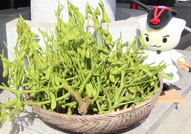 【JAF奈良】河合町特産「大和の黒豆”KAWAI BLACK”」の植え付け体験を開催