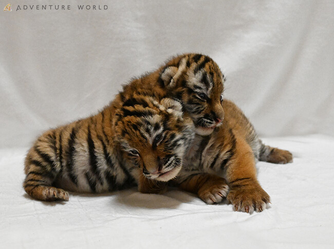 こころにスマイル 未来創造パーク　アムールトラの赤ちゃんが２頭誕生！世界の動物園の協力で未来を紡ぐ