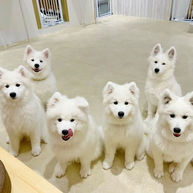 原宿に新リラクゼーションスポット！10匹のサモエドが待つSamoyed Lounge moffuがグランドオープン！！