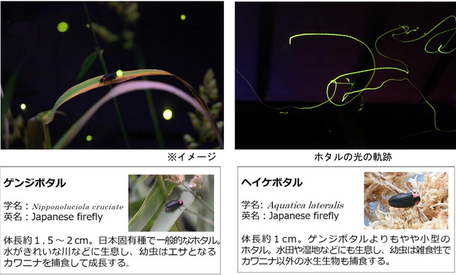 【仙台うみの杜水族館】「ホタルの杜」開催【２０２４年６月１４日（金）～７月７日（日）】