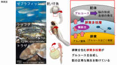 魚類胚の卵黄多核層における糖新生を発見--北里大学