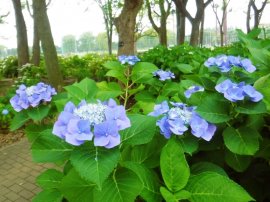 篠崎公園のアジサイ 篠崎公園のアジサイ