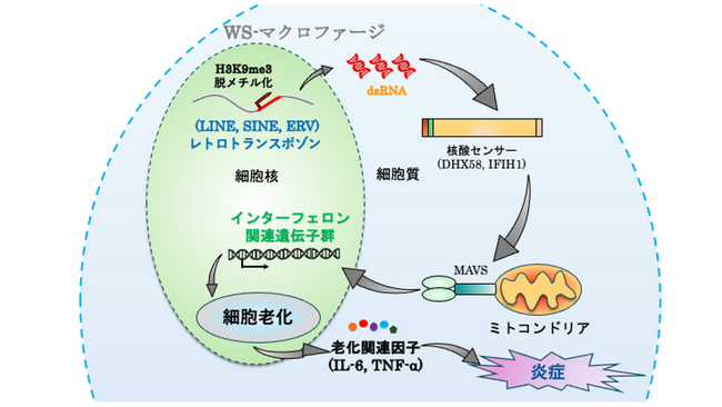 ウェルナー症候群に多い動脈硬化の発症メカニズムが明らかに～創薬開発への手がかりとなる動脈硬化研究の新たなプラットフォーム～