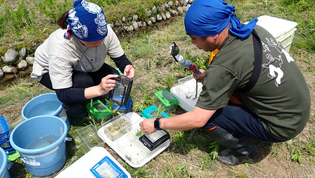 生物多様性を知る「田んぼの生きもの調査」初のオンライン親子交流会