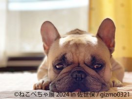 展示作品(1) 展示作品(1)