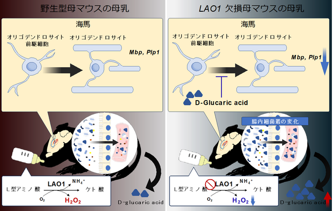 母乳が腸内細菌叢形成を介し脳発達に与える影響を解明