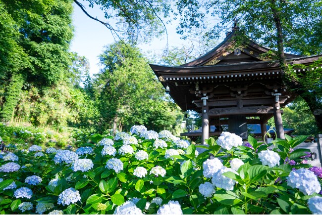 首都圏の穴場あじさい鑑賞スポット！多摩丘陵の“あじさい寺”『長尾山 妙楽寺』で色鮮やかなあじさいが見頃に　境内を埋め尽くす28種類約1,000株のあじさいがお出迎え