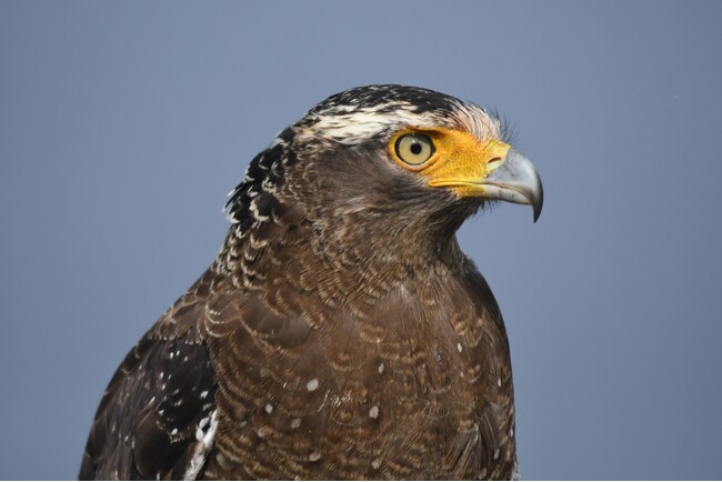 【星野リゾート　西表島ホテル】絶滅危惧種のカンムリワシの生態や特徴について楽しく学ぶプログラム「世界遺産の学校～カンムリワシ講座～」開催｜2024年10月1日～2025年1月31日