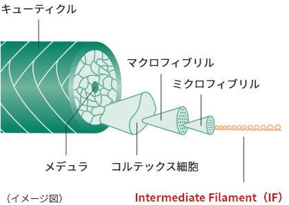 アミノエチルチオコハク酸ジアンモニウムのうねりの改善メカニズムを解明