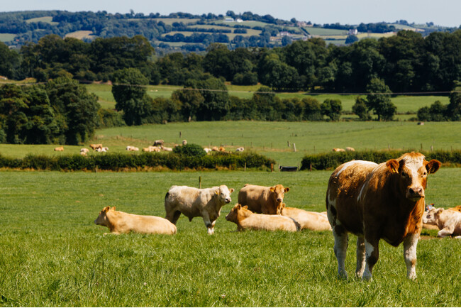 アイルランド政府食糧庁Bord Bia（ボード・ビア）　アイリッシュ グラスフェッド ビーフ日本市場のさらなる拡大に向け、積極的にプロモーションを展開