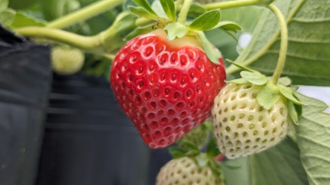 「広島の逸品」比婆牛に天然鮎に夏いちご…！夏を楽しむこだわりグルメを贈ろう。
