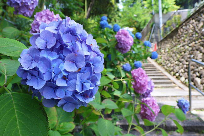 梅雨入りを前に高槻市内で色とりどりのアジサイが花開く