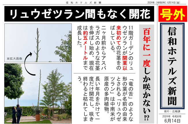 数十年に１度咲く花「リュウゼツラン」の茎が開花間近！